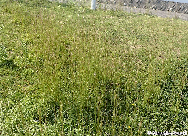 メリケンカルカヤ Andropogon virginicus