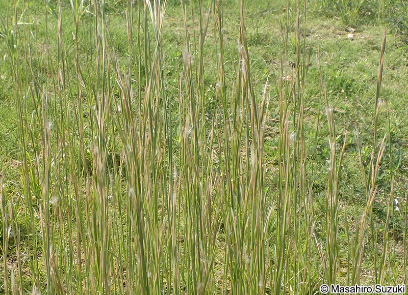 メリケンカルカヤ Andropogon virginicus