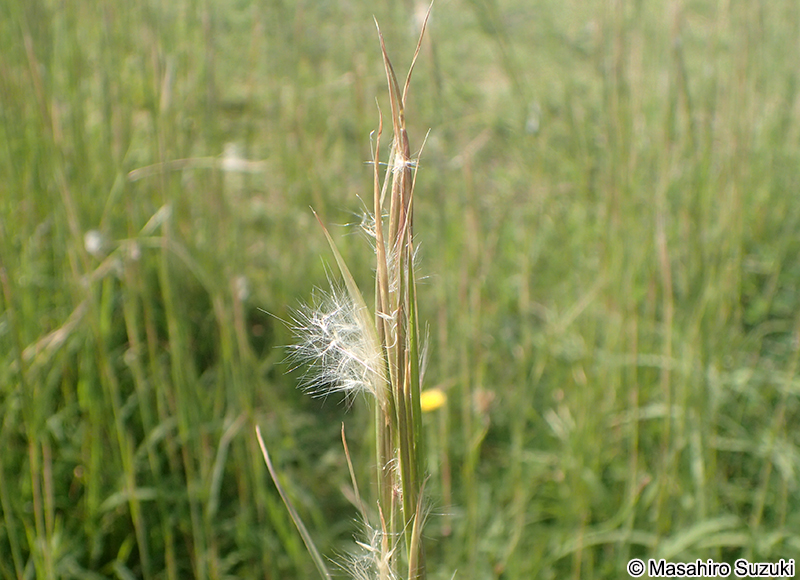 メリケンカルカヤ Andropogon virginicus