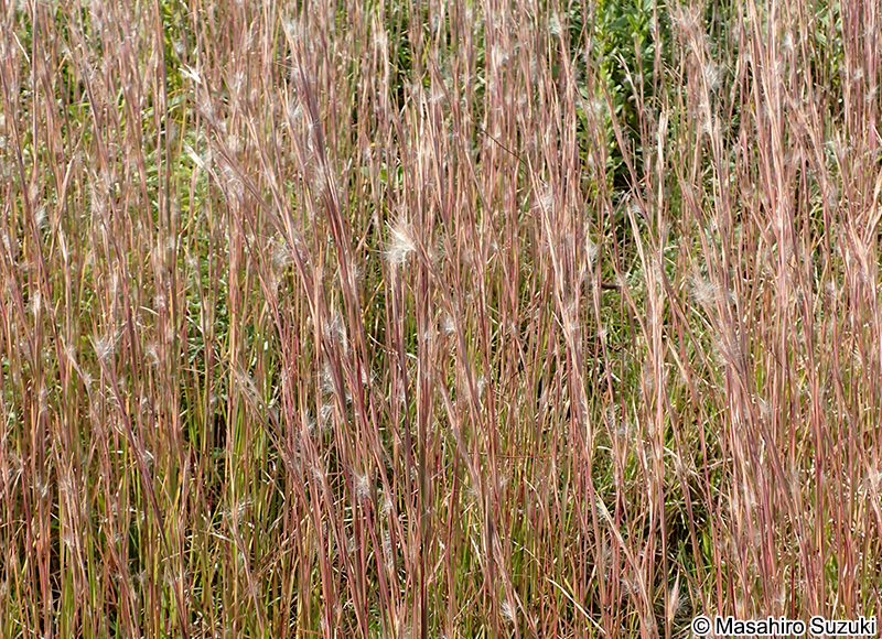 メリケンカルカヤ Andropogon virginicus