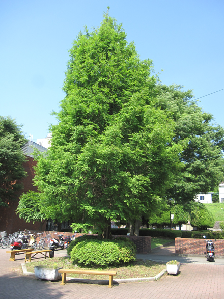 メタセコイア Metasequoia glyptostroboides