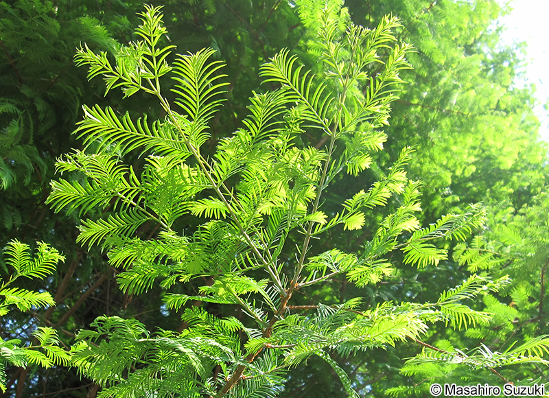 メタセコイア Metasequoia glyptostroboides