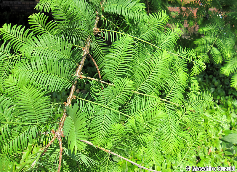 メタセコイア Metasequoia glyptostroboides