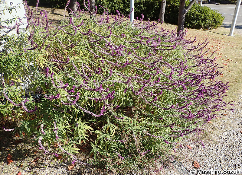 メキシカンブッシュセージ Salvia leucantha