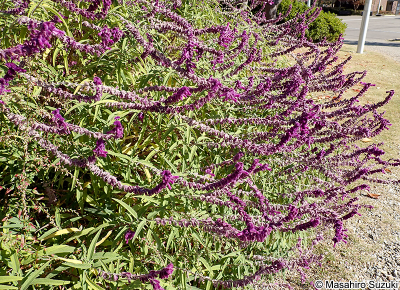 メキシカンブッシュセージ Salvia leucantha