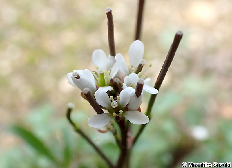 ミチタネツケバナ Cardamine hirsuta