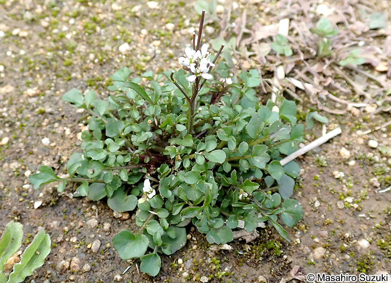 ミチタネツケバナ Cardamine hirsuta