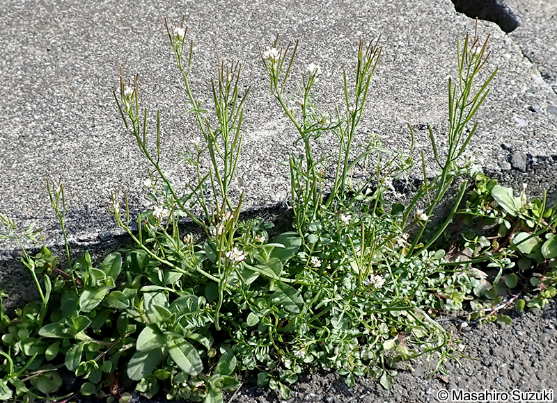 ミチタネツケバナ Cardamine hirsuta