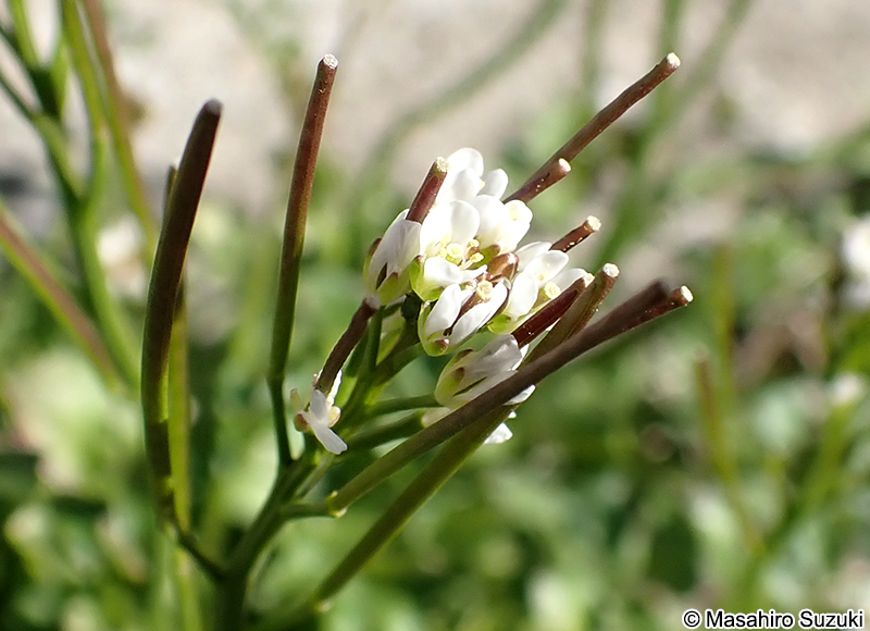 ミチタネツケバナ Cardamine hirsuta