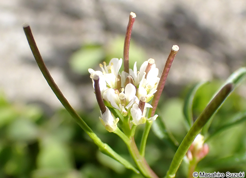 ミチタネツケバナ Cardamine hirsuta