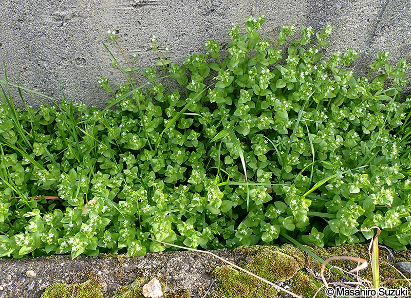 ミドリハコベ Stellaria neglecta