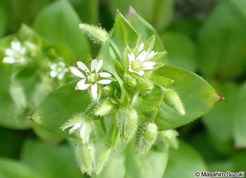 ミドリハコベ Stellaria neglecta