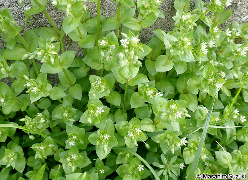 ミドリハコベ Stellaria neglecta