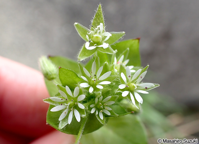 ミドリハコベ Stellaria neglecta