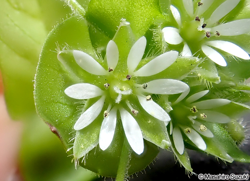 ミドリハコベ Stellaria neglecta