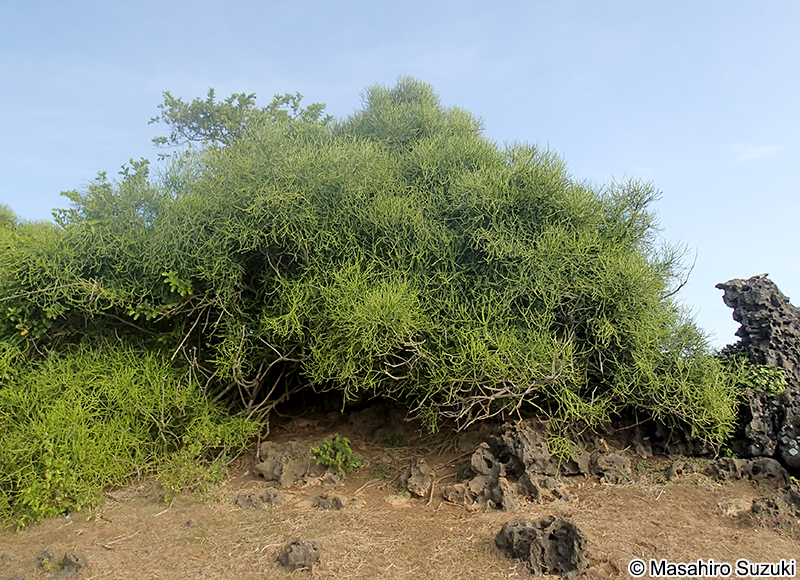 ミドリサンゴ Euphorbia tirucalli