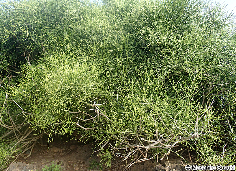 ミドリサンゴ Euphorbia tirucalli