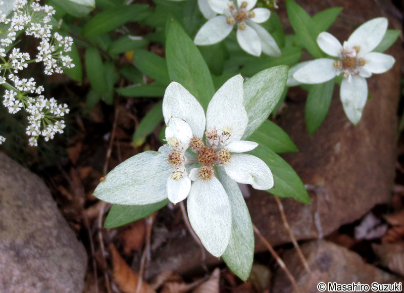 ミネウスユキソウ Leontopodium japonicum var. shiroumense