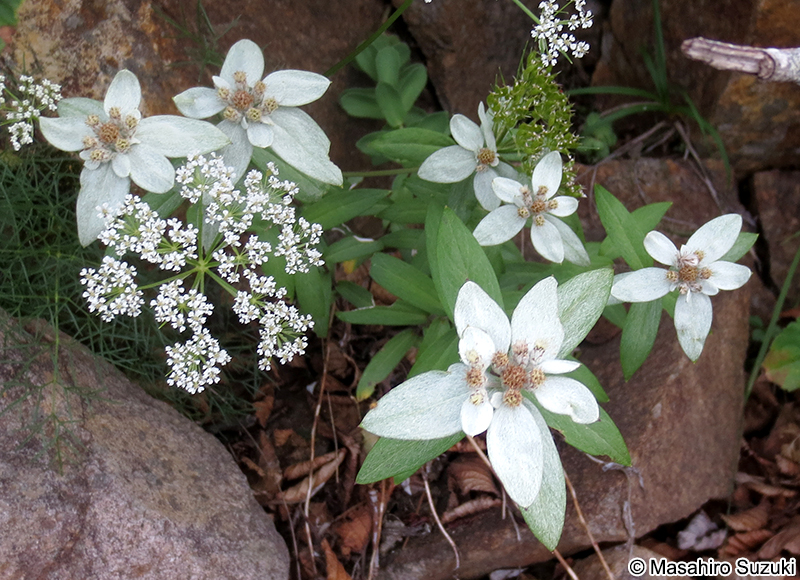 ミネウスユキソウ Leontopodium japonicum var. shiroumense