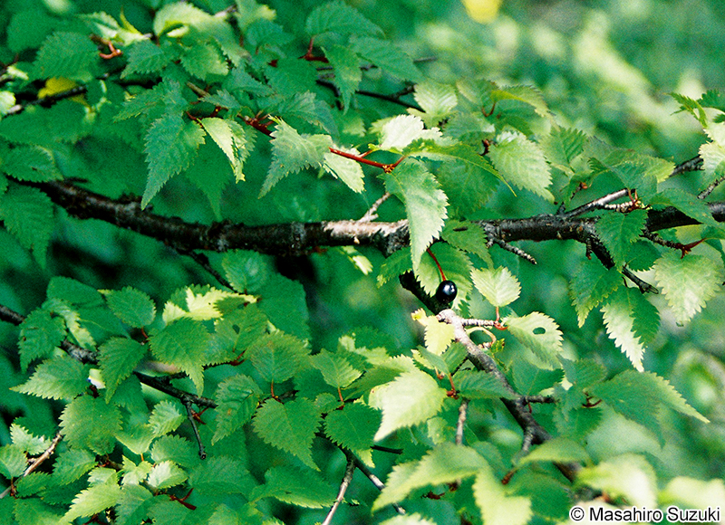 タカネザクラ Cerasus nipponica