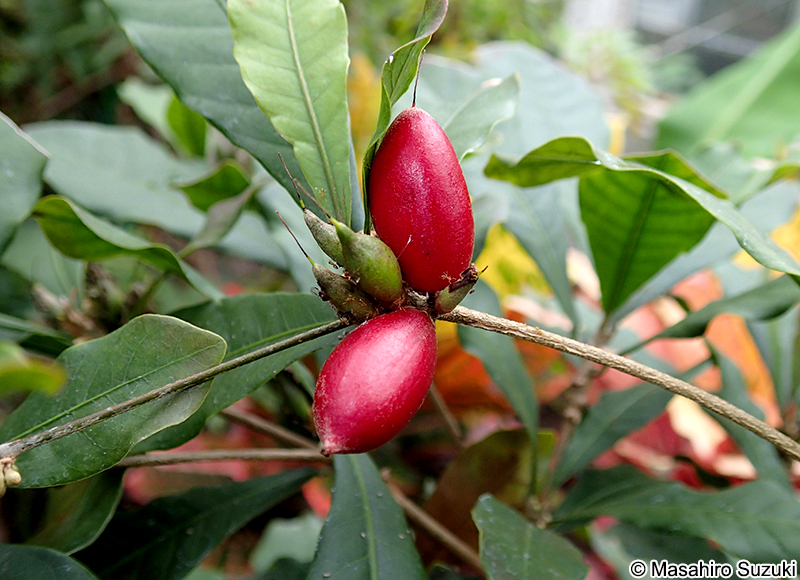 ミラクルフルーツ Synsepalum dulcificum