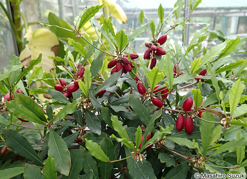 ミラクルフルーツ Synsepalum dulcificum