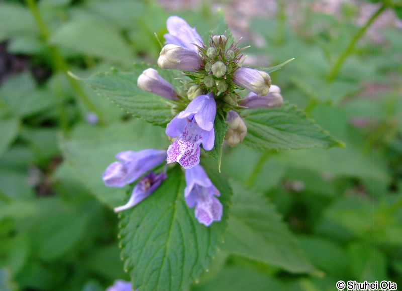 ミソガワソウ Nepeta subsessilis