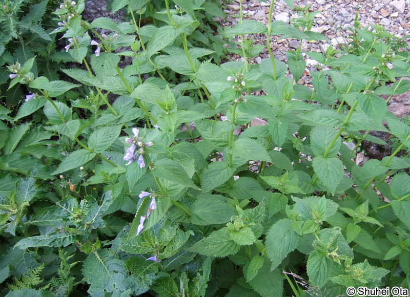 ミソガワソウ Nepeta subsessilis