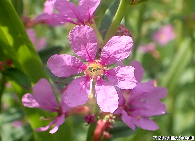 ミソハギ Lythrum anceps