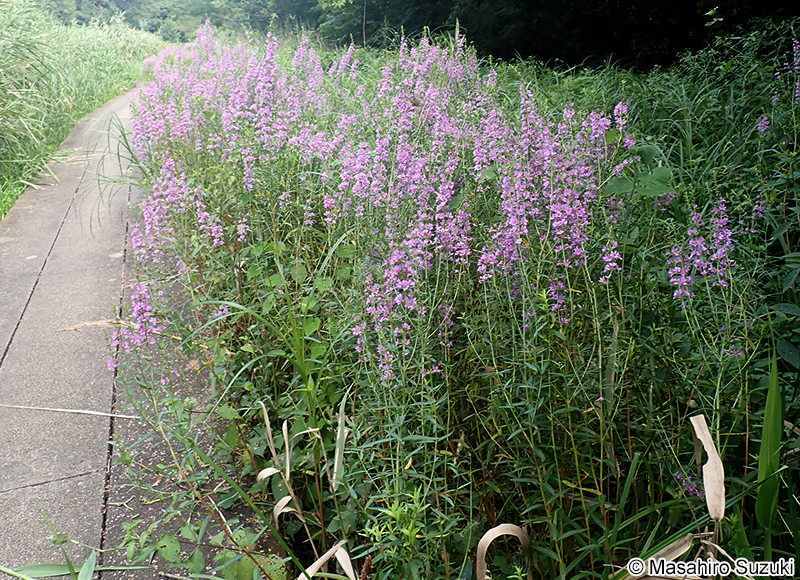 ミソハギ Lythrum anceps