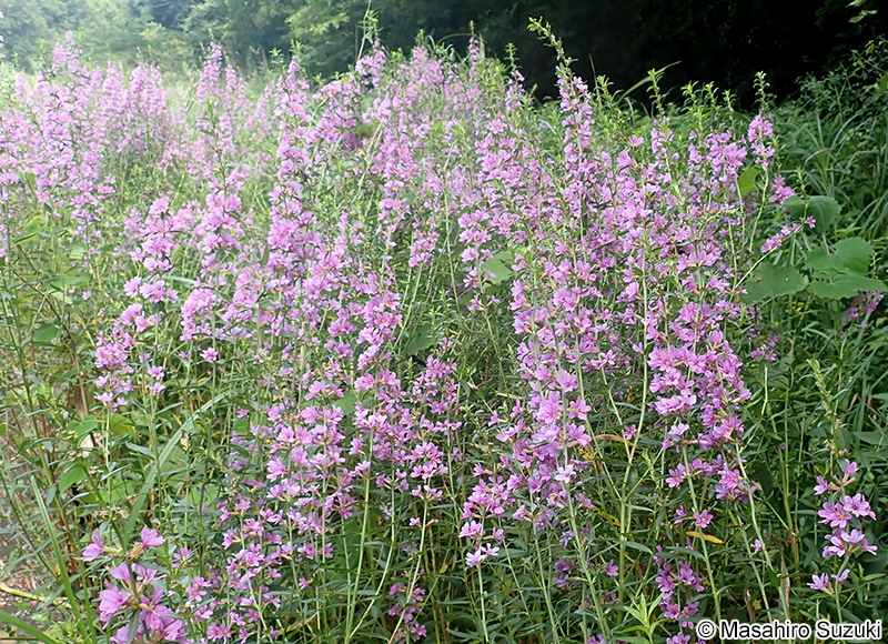 ミソハギ Lythrum anceps