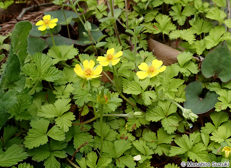 ミツバツチグリ Potentilla freyniana