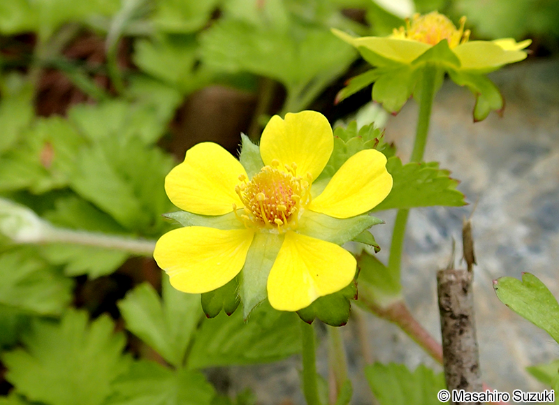 ミツバツチグリ Potentilla freyniana
