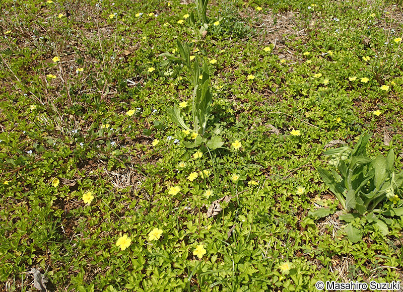 ミツバツチグリ Potentilla freyniana