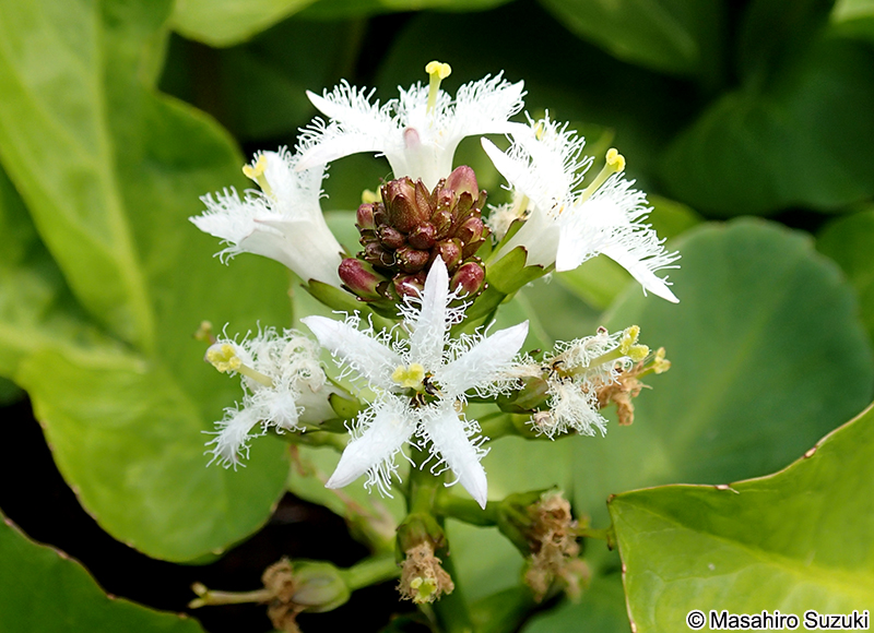 ミツガシワ Menyanthes trifoliata
