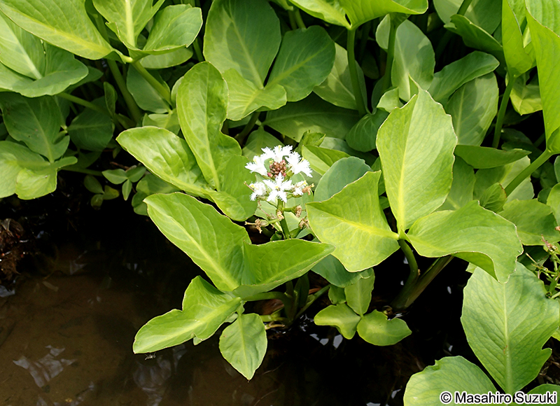 ミツガシワ Menyanthes trifoliata