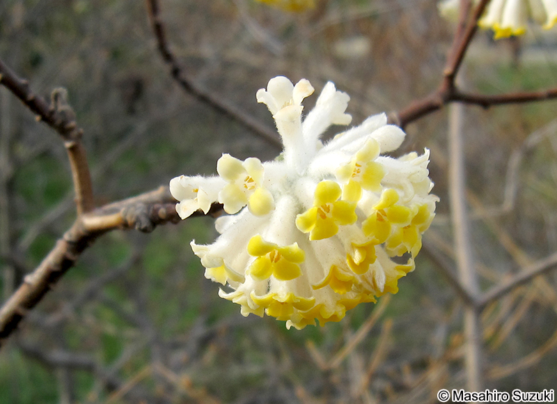 ミツマタ Edgeworthia chrysantha