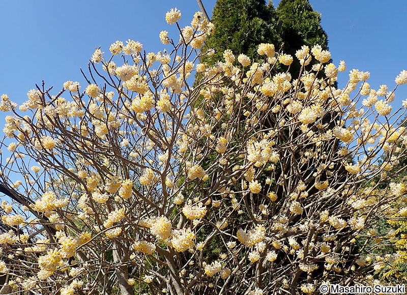 ミツマタ Edgeworthia chrysantha