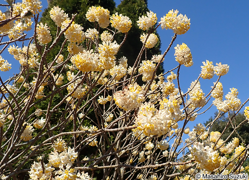 ミツマタ Edgeworthia chrysantha