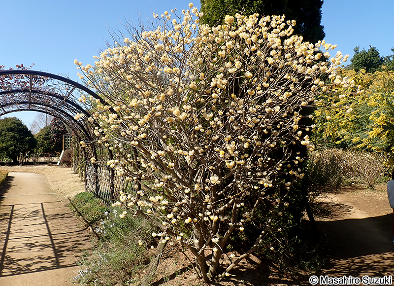 ミツマタ Edgeworthia chrysantha