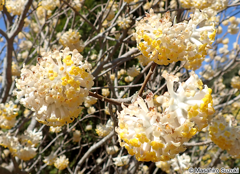 ミツマタ Edgeworthia chrysantha