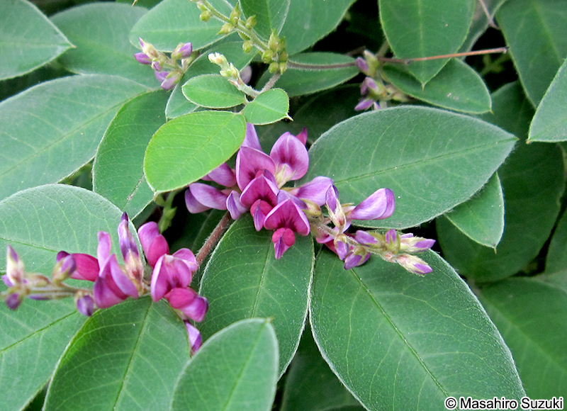 ミヤギノハギ Lespedeza thunbergii
