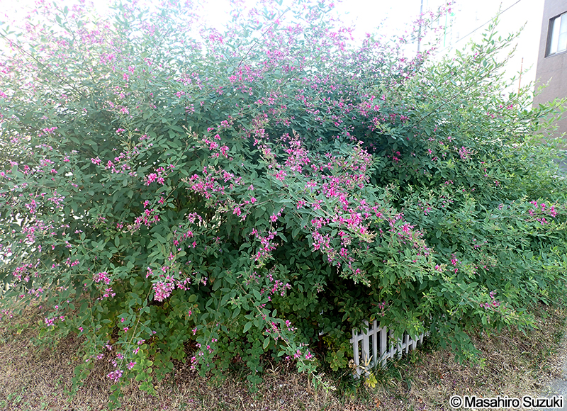 ミヤギノハギ Lespedeza thunbergii