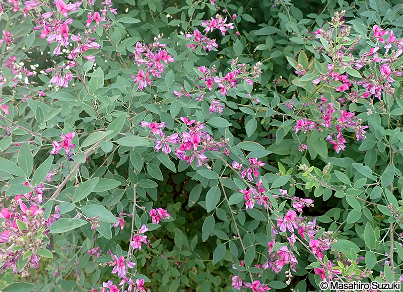 ミヤギノハギ Lespedeza thunbergii