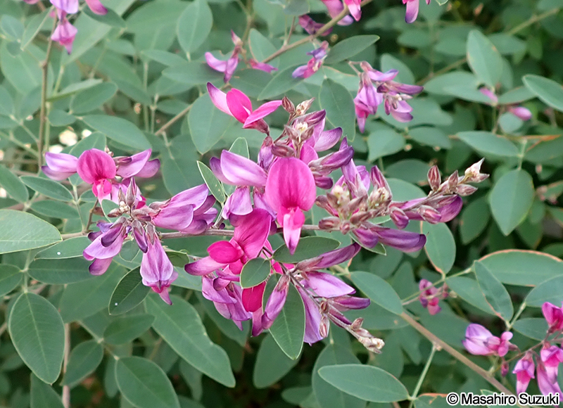 ミヤギノハギ Lespedeza thunbergii