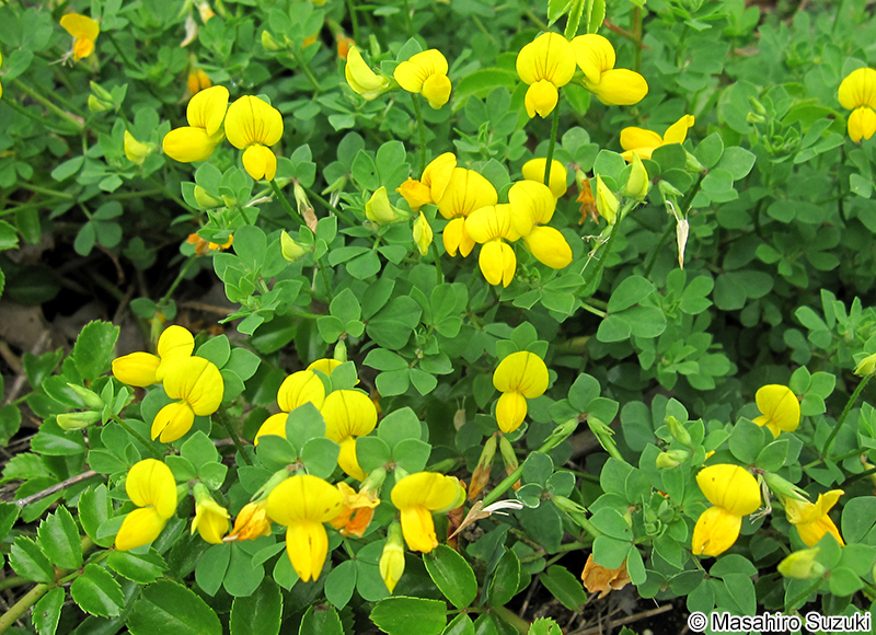 ミヤコグサ Lotus corniculatus var. japonicus