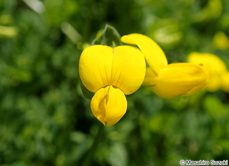 ミヤコグサ Lotus corniculatus var. japonicus
