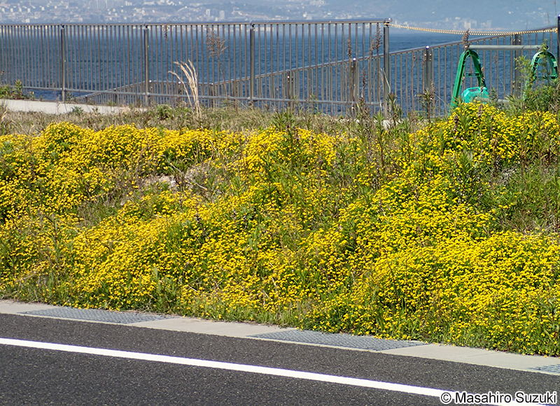 ミヤコグサ Lotus corniculatus var. japonicus