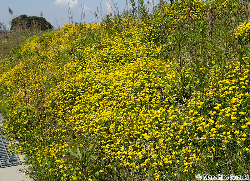 ミヤコグサ Lotus corniculatus var. japonicus