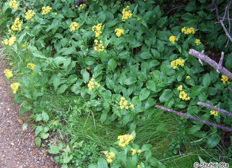 ミヤマアキノキリンソウ Solidago virgaurea subsp. leiocarpa